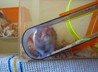 Der braune Hamster am Fressloch (02) Der braune Hamster am Fressloch (02)