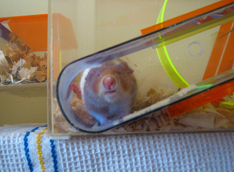 Der braune Hamster am Fressloch (03) Der braune Hamster am Fressloch (03)