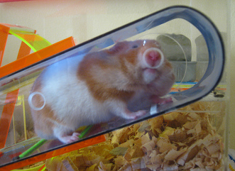 Der braune Hamster an einem weiteren
                              Fressloch (04), nun am oberen Ende des
                              Tunnels