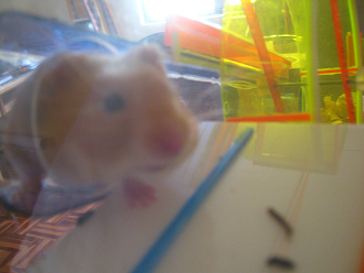 Und nach der Ftterung tritt der
                              braune Hamster ins Haus, die Hamsterbacken
                              voller Krner