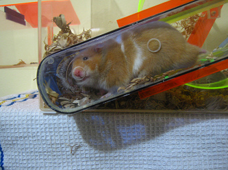 Brauner Hamster am Futterloch Brauner Hamster am Futterloch