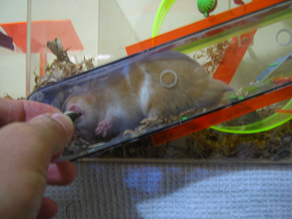 Brauner
Hamster am Futterloch wird mit
Sonnenblumenkernen gefüttert Brauner Hamster am Futterloch wird mit
Sonnenblumenkernen gefüttert