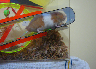 Nach der
Fütterung steigt der Hamster wieder durch
den Korridor Nach der Fütterung steigt der Hamster
wieder durch den Korridor