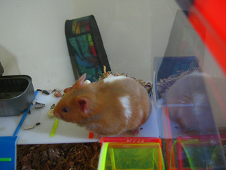 Da ist er wieder im Haus,
der braune Hamster Da ist er wieder im Haus, der braune
Hamster