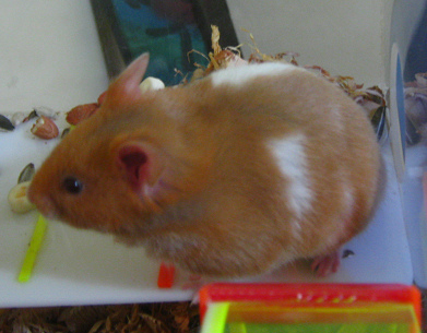 Der braune Hamster, Nahaufnahme Der braune Hamster, Nahaufnahme