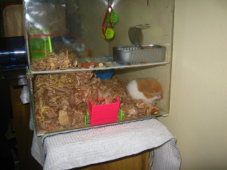 Der
braune Hamster frisst auch
Pressfutter Der braune Hamster frisst
auch Pressfutter
