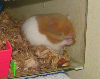 Der
braune Hamster frisst auch
Pressfutter, Nahaufnahme. Und beim
Fressen hat der Hamster immer die
Augen geschlossen. Der braune Hamster frisst
auch Pressfutter, Nahaufnahme. Und
beim Fressen hat der Hamster immer
die Augen geschlossen.