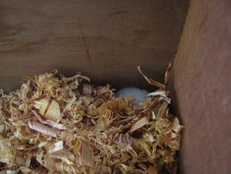 Der weisse Hamster in der
Hamsterkiste 01: Der weisse Hamster schläft
in einer Ecke, die er sich zurechtgerichtet
hat Der weisse Hamster in der Hamsterkiste
01: Der weisse Hamster schläft in einer
Ecke, die er sich zurechtgerichtet hat
