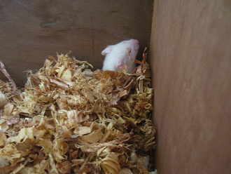 Der weisse Hamster in der
Hamsterkiste 02: Nun erwacht der weisse
Hamster Der weisse Hamster in der Hamsterkiste
02: Nun erwacht der weisse Hamster