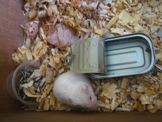 Weisser Hamster in der Hamsterkiste
06, die Wasserdose und das Kornlager Weisser Hamster in der Hamsterkiste 06,
die Wasserdose und das Kornlager