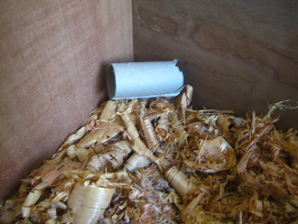 Weisser Hamster in der
Hamsterkiste 07, derTunnel Weisser Hamster in der Hamsterkiste 07,
derTunnel