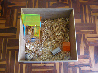 Hamsterkiste
mit Hamsterhaus (offen): Dann wurde dem
Hamsterhaus ein Platz am Rand der Kiste
zugewiesen Hamsterkiste mit Hamsterhaus (offen):
Dann wurde dem Hamsterhaus ein Platz am Rand
der Kiste zugewiesen