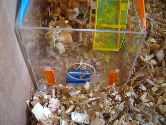 Der Ausgang des Hamsterhauses
blieb offen Der Ausgang des Hamsterhauses blieb
offen