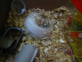 Weisser Hamster rennt im Kreis 01 Weisser Hamster rennt im Kreis 01