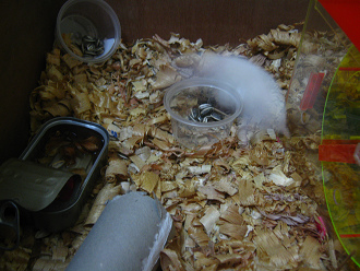 Weisser Hamster rennt im Kreis 02 Weisser Hamster rennt im Kreis 02