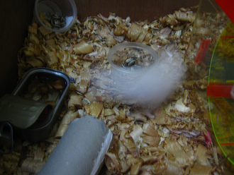 Weisser Hamster rennt im Kreis 03 Weisser Hamster rennt im Kreis 03