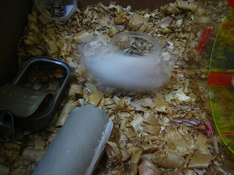 Weisser Hamster rennt im Kreis 04 Weisser Hamster rennt im Kreis 04