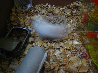 Weisser Hamster rennt im Kreis 05 Weisser Hamster rennt im Kreis 05