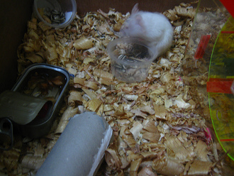 Weisser Hamster macht Pause Weisser Hamster macht Pause