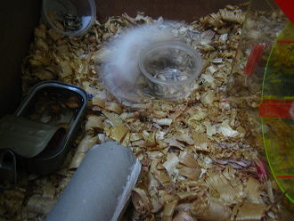 Weisser Hamster rennt im Kreis 06 Weisser Hamster rennt im Kreis 06