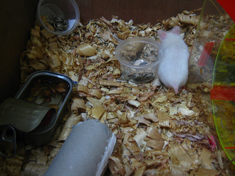 Weisser Hamster macht Pause Weisser Hamster macht Pause