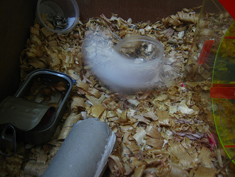 Weisser Hamster rennt im Kreis 07 Weisser Hamster rennt im Kreis 07