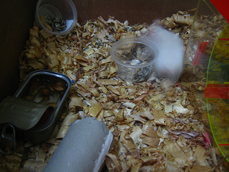 Weisser Hamster rennt im Kreis 08 Weisser Hamster rennt im Kreis 08