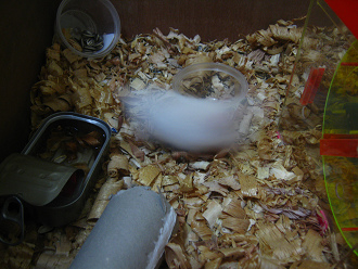 Weisser Hamster rennt im Kreis 09 Weisser Hamster rennt im Kreis 09