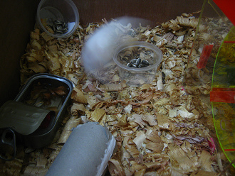 Weisser Hamster rennt im Kreis 10 Weisser Hamster rennt im Kreis 10