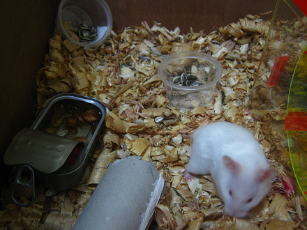 Weisser Hamster macht
Pause Weisser Hamster macht Pause