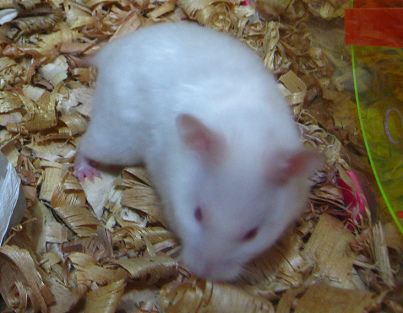 Weisser
Hamster macht Pause, Nahaufnahme Weisser Hamster macht Pause,
Nahaufnahme