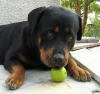Hund mit
                    Tennisball