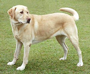Labrador Retriever marroncito, una raza
de perros que es bien para servir a la gente,
también como perro lazarillo Labrador Retriever
marroncito, una raza de perros que es bien para
servir a la gente, también como perro lazarillo