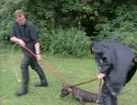 Caso Volkan,
                        Staffordshire Terrier matado [27]