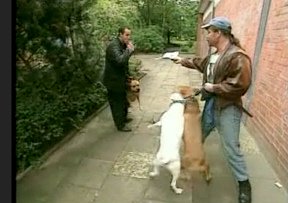 Un due�o alem�n
                          con dos perros de pelea que agreden otro perro
                          de otro due�o [32]