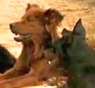 El caso de la pareja
                        Schweder de Oglethorpe (Georgia), unos perros
                        (01)
