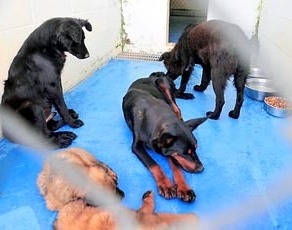 El caso de la pareja
                        Schweder de Oglethorpe (Georgia), unos perros
                        (02)
