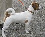 Ein agressiver
Jagdhund, der Jack Russell Terrier Ein agressiver Jagdhund, der
Jack Russell Terrier