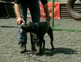 Perro de Lucha,
                        Pitbull contra armas [31]