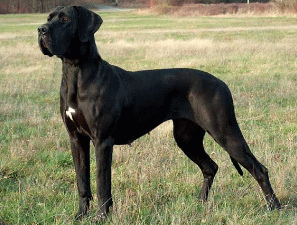 Deutsche
              Dogge, ein weiterer Kampfhund [48]