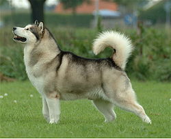 Perro de trineo Alaskan
Malamute Perro de
trineo Alaskan Malamute