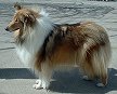 In geschlossenen Häusern wird
auch der Wachhund Schottischer Collie aggressiv In geschlossenen Häusern
wird auch der Wachhund Schottischer Collie
aggressiv