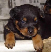 Perro guardi�n Rottweiler, el bebe parece
                          cari�oso [60]