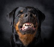 Perro guardi�n Rottweiler (03), dientes