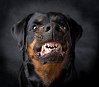Die Hunderasse Rottweiler ist
ein guter Wachhund zur Herdenhaltung gegen
Bären, aber in geschlossenen Häusern sehr
aggressiv Die Hunderasse Rottweiler
ist ein guter Wachhund zur Herdenhaltung gegen
Bären, aber in geschlossenen Häusern sehr
aggressiv