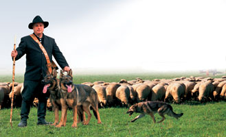 Sch�ferhund mit
            seiner Herde
