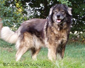 Perro guardián pastor
caucásico Perro
guardián pastor caucásico