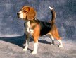 Ein
kleiner, aber aggressiver Hund, der Beagle Ein kleiner, aber
aggressiver Hund, der Beagle