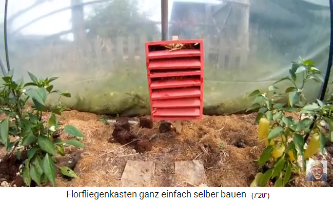 Florfliegenkasten selber
                    bauen 08, das Ding wird aufgestellt