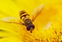 Schwebfliege an einem L�wenzahn